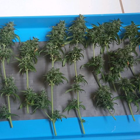 Critical Purple growlog timeline photo