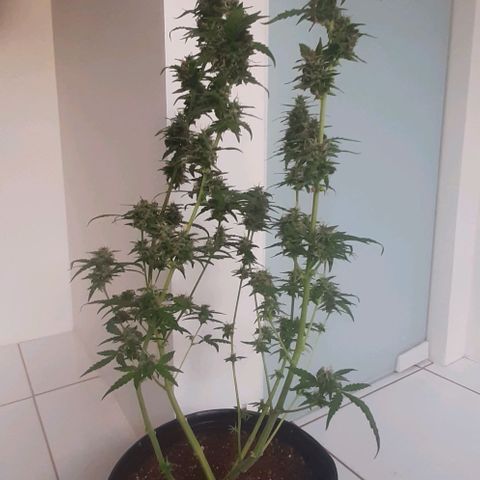 Critical Purple growlog timeline photo