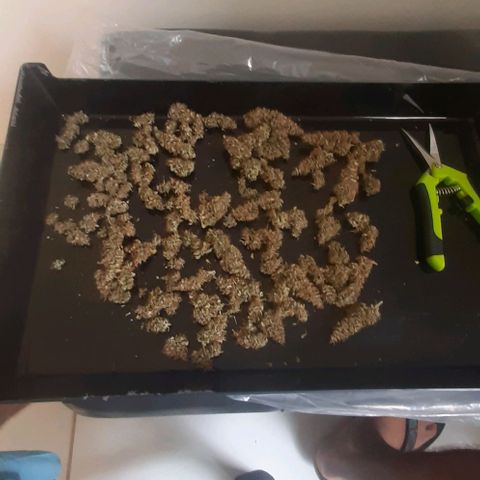 Critical Purple growlog timeline photo