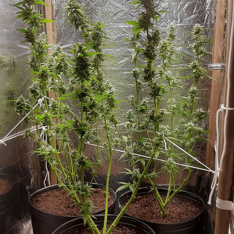 Critical Purple growlog timeline photo