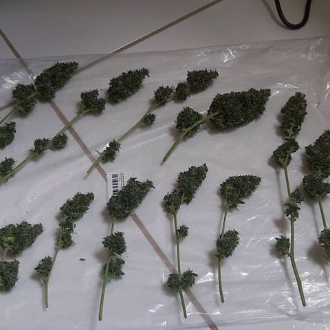 Critical Purple growlog timeline photo