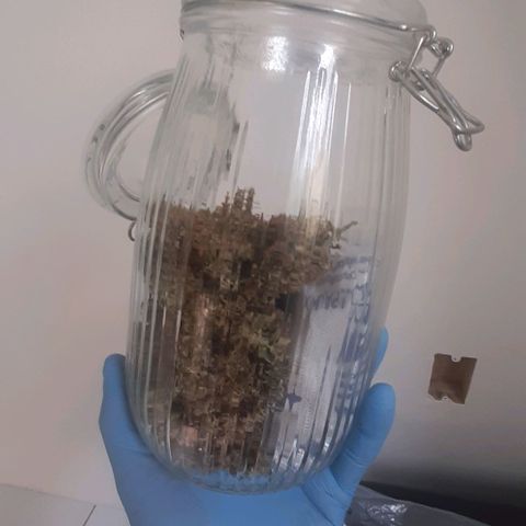 Critical Purple growlog timeline photo