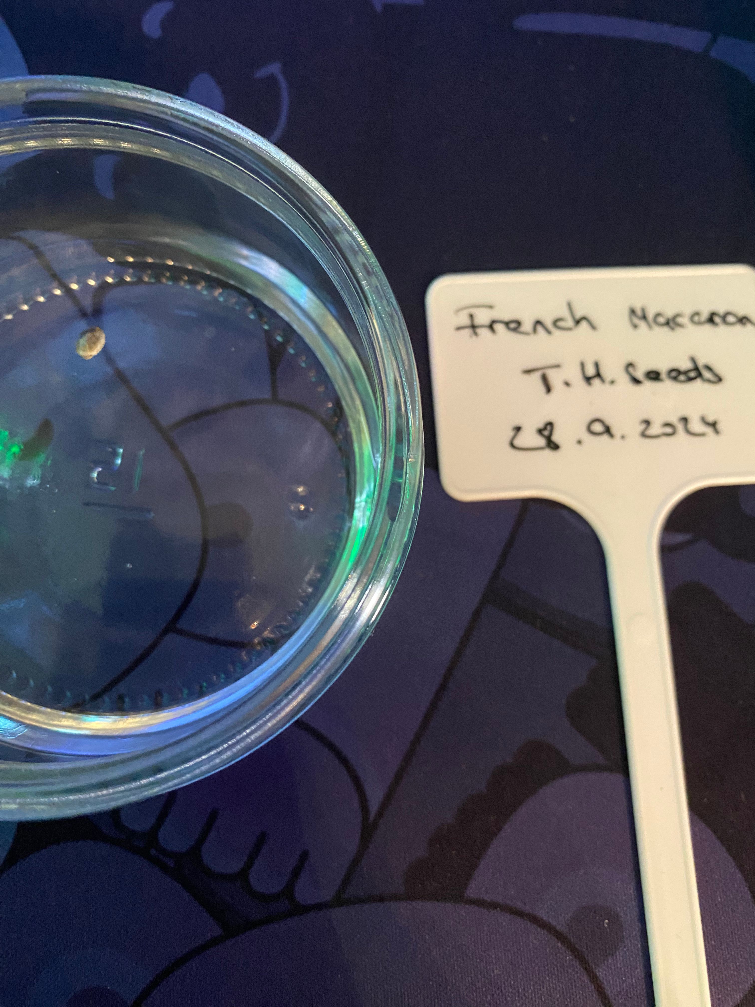 French Macaron growlog header