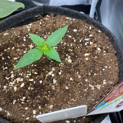 Granddaddy Purple Automatic growlog timeline photo