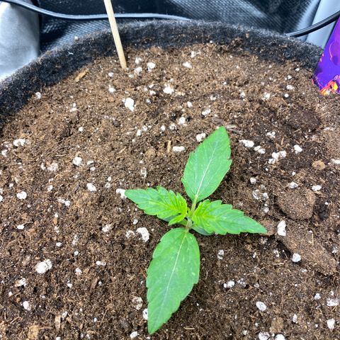 Granddaddy Purple Automatic growlog timeline photo