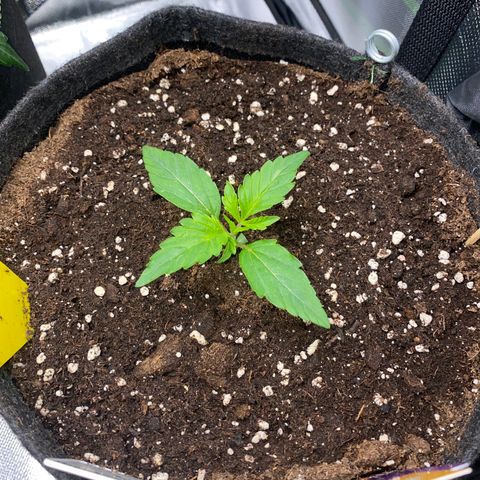 Granddaddy Purple Automatic growlog timeline photo