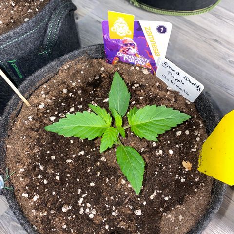 Granddaddy Purple Automatic growlog timeline photo
