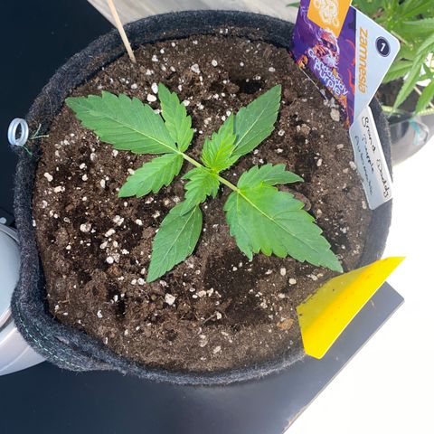Granddaddy Purple Automatic growlog timeline photo