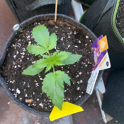 Granddaddy Purple Automatic growlog timeline photo