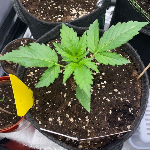 Granddaddy Purple Automatic growlog timeline photo