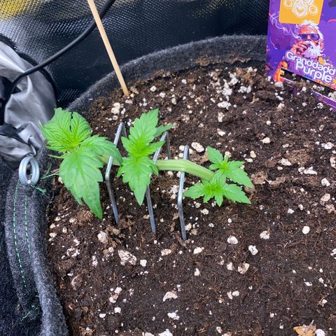 Granddaddy Purple Automatic growlog timeline photo