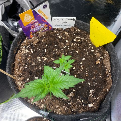 Granddaddy Purple Automatic growlog timeline photo