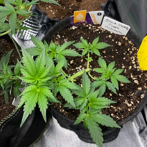 Granddaddy Purple Automatic growlog timeline photo