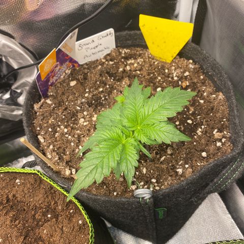 Granddaddy Purple Automatic growlog timeline photo