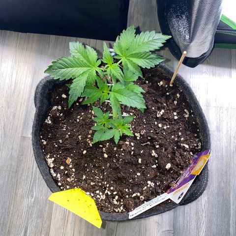 Granddaddy Purple Automatic growlog timeline photo