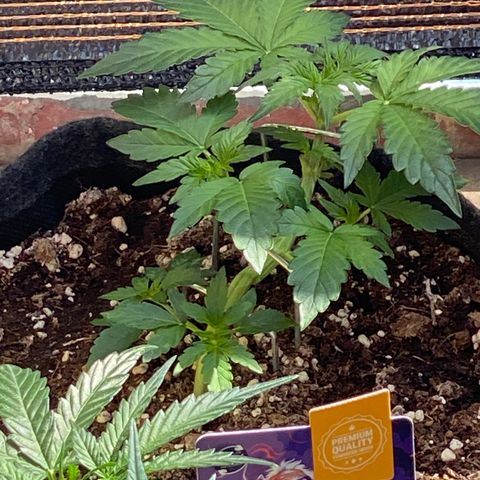 Granddaddy Purple Automatic growlog timeline photo