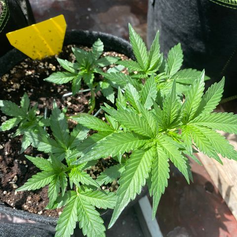 Granddaddy Purple Automatic growlog timeline photo