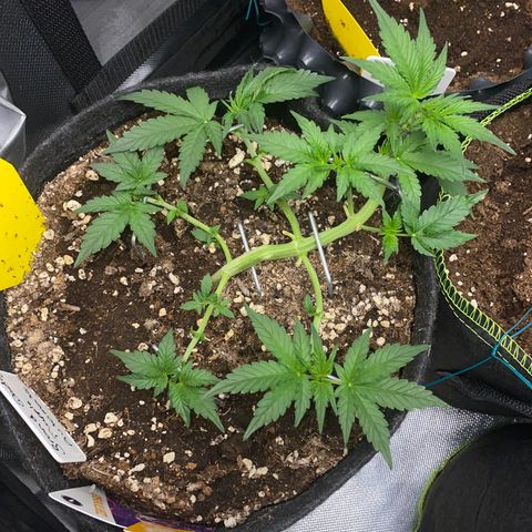 Granddaddy Purple Automatic growlog timeline photo