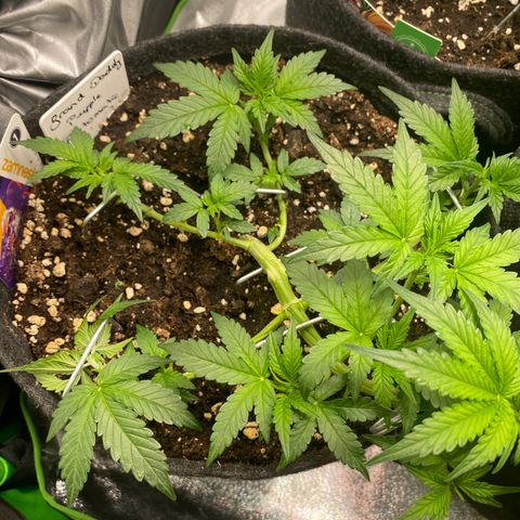Granddaddy Purple Automatic growlog timeline photo