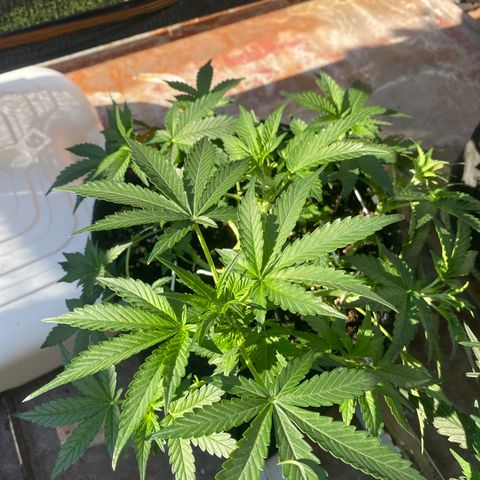 Granddaddy Purple Automatic growlog timeline photo