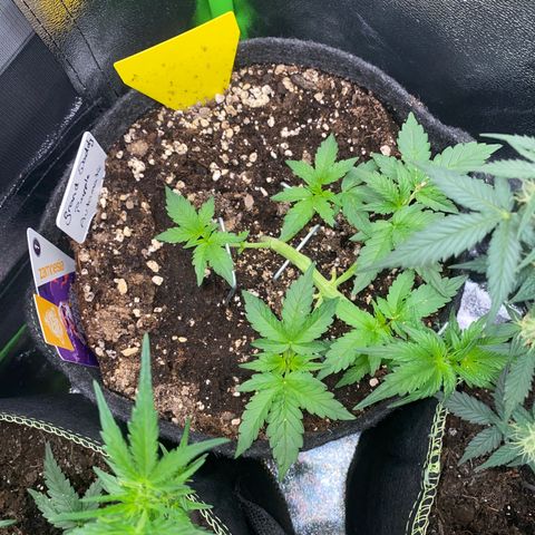 Granddaddy Purple Automatic growlog timeline photo