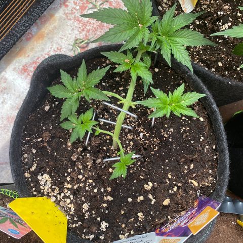 Granddaddy Purple Automatic growlog timeline photo