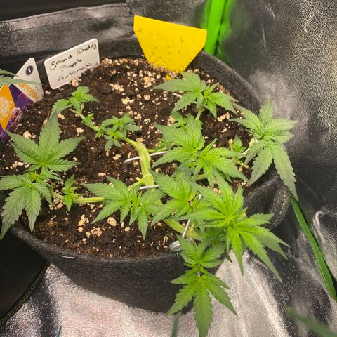 Granddaddy Purple Automatic growlog timeline photo