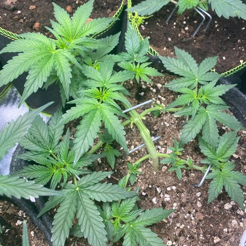 Granddaddy Purple Automatic growlog timeline photo