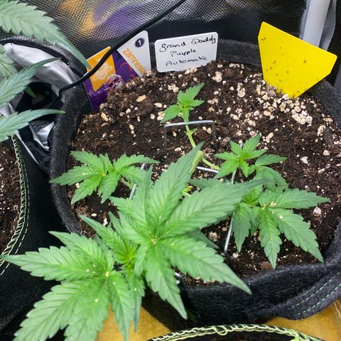Granddaddy Purple Automatic growlog timeline photo