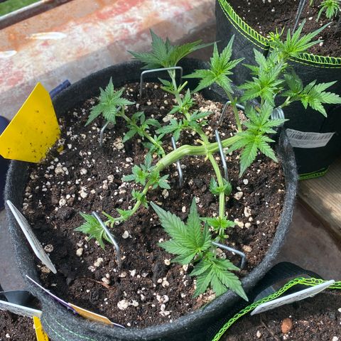 Granddaddy Purple Automatic growlog timeline photo