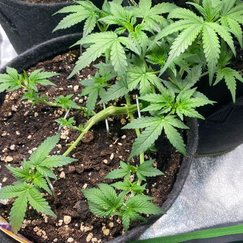 Granddaddy Purple Automatic growlog timeline photo