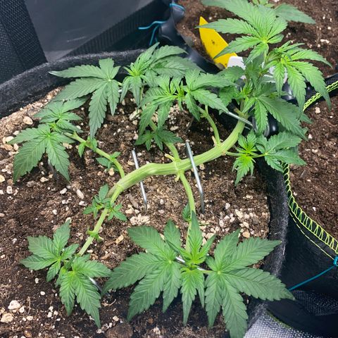 Granddaddy Purple Automatic growlog timeline photo