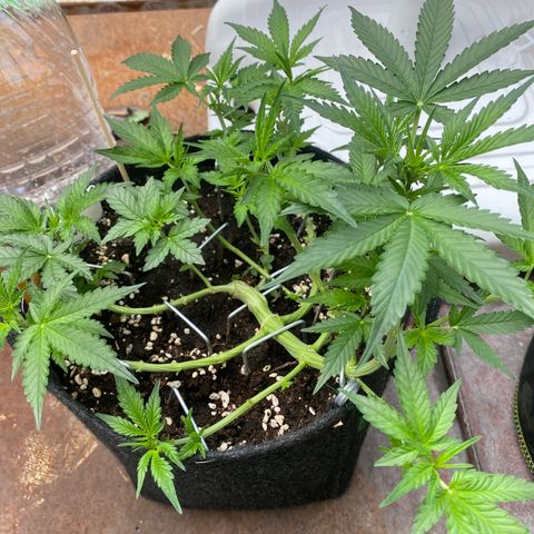 Granddaddy Purple Automatic growlog timeline photo