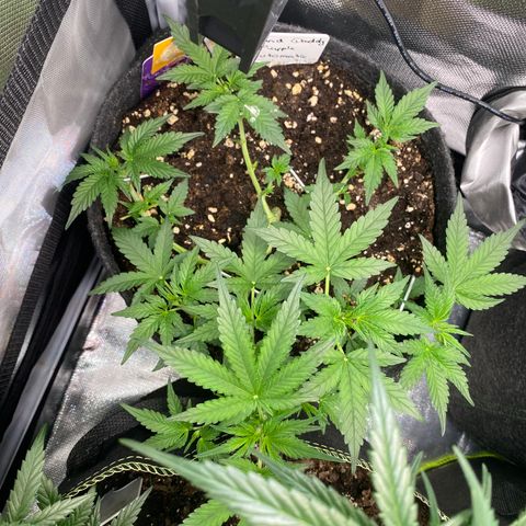 Granddaddy Purple Automatic growlog timeline photo