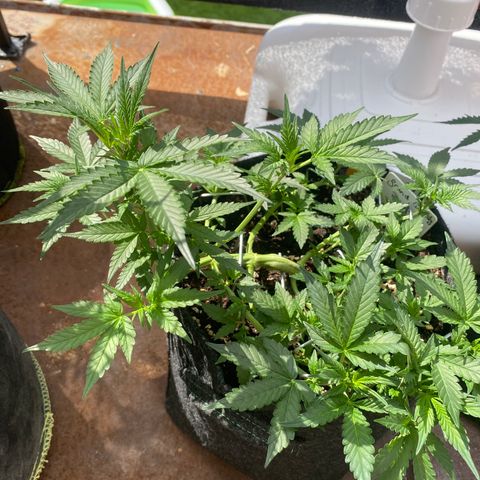 Granddaddy Purple Automatic growlog timeline photo