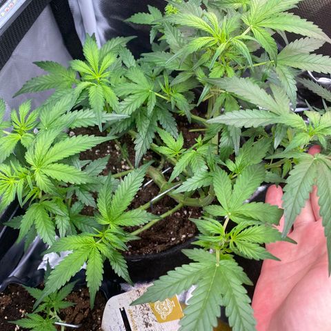 Granddaddy Purple Automatic growlog timeline photo