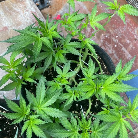Granddaddy Purple Automatic growlog timeline photo