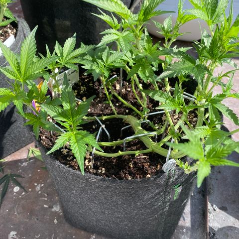 Granddaddy Purple Automatic growlog timeline photo