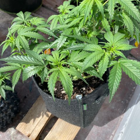 Granddaddy Purple Automatic growlog timeline photo
