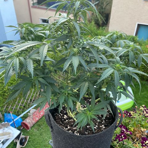 Granddaddy Purple Automatic growlog timeline photo