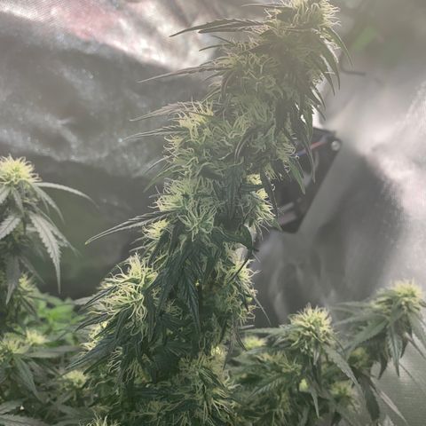 Granddaddy Purple Automatic growlog timeline photo