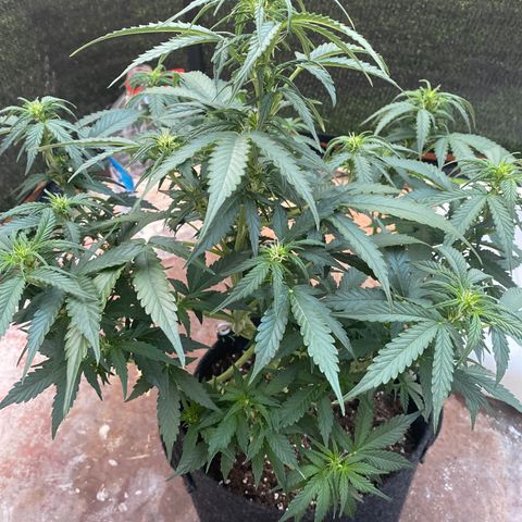 Granddaddy Purple Automatic growlog timeline photo