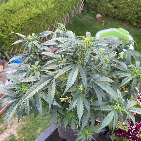 Granddaddy Purple Automatic growlog timeline photo