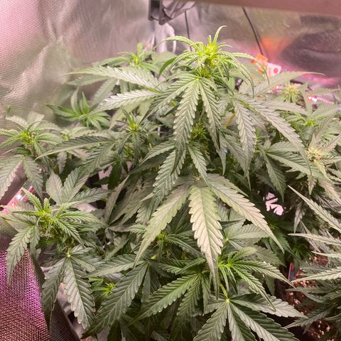 Granddaddy Purple Automatic growlog timeline photo