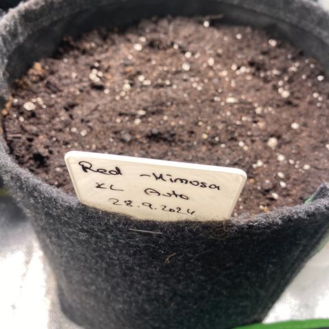 Red Mimosa XL Auto growlog photo