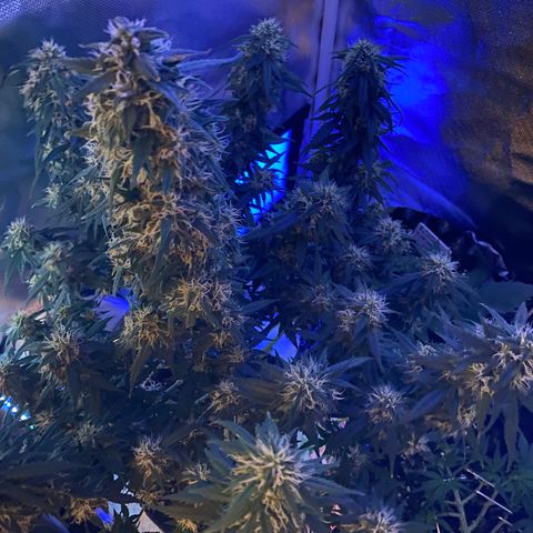 Granddaddy Purple Automatic growlog timeline photo