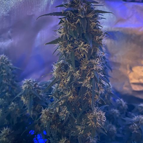 Granddaddy Purple Automatic growlog timeline photo