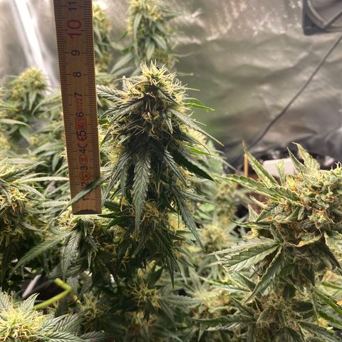 Granddaddy Purple Automatic growlog timeline photo