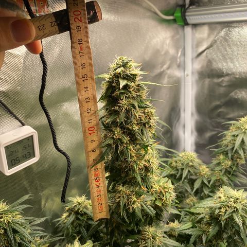 Granddaddy Purple Automatic growlog timeline photo