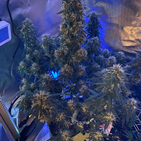 Granddaddy Purple Automatic growlog timeline photo